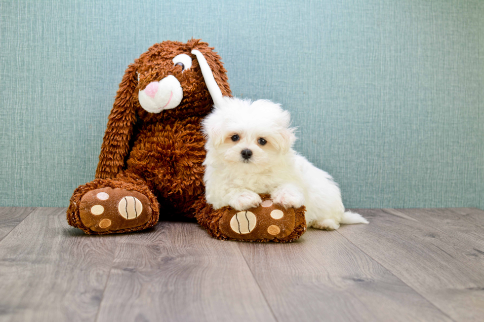 Happy Maltese Purebred Puppy