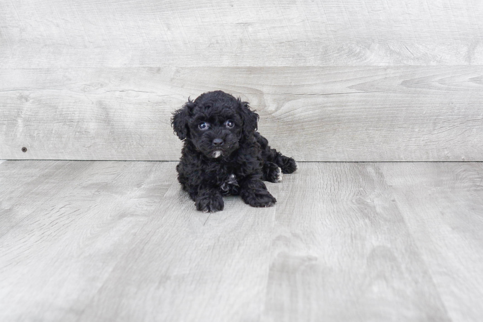 Playful Poodle Purebred Pup