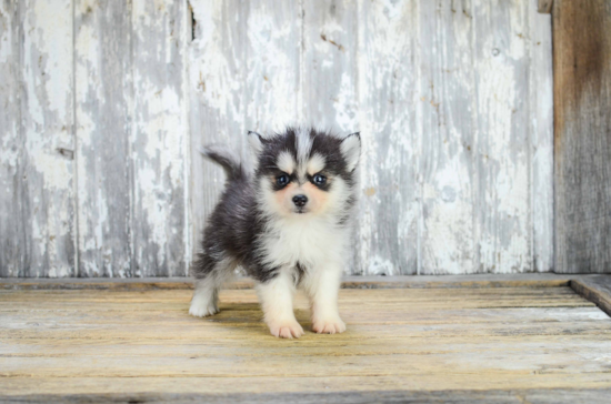 Funny Pomsky Designer Pup