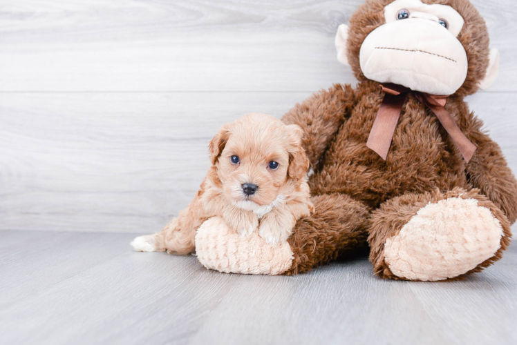 Cavapoo Pup Being Cute