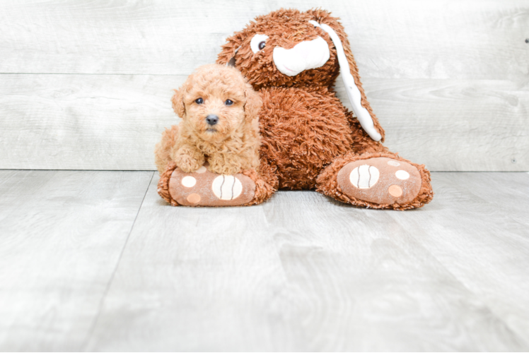 Smart Pudle Purebred Puppy