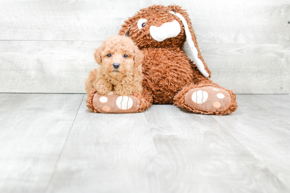 Smart Pudle Purebred Puppy