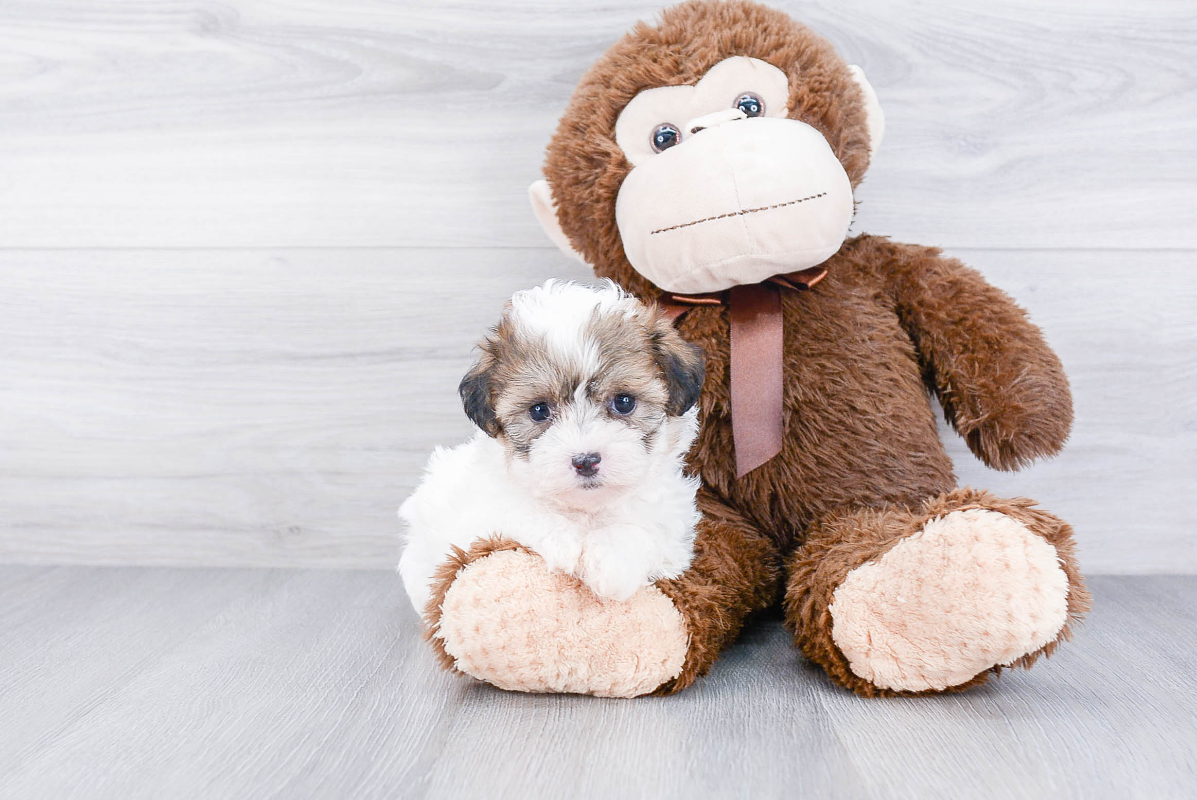 Teddy Bear Puppy for Adoption