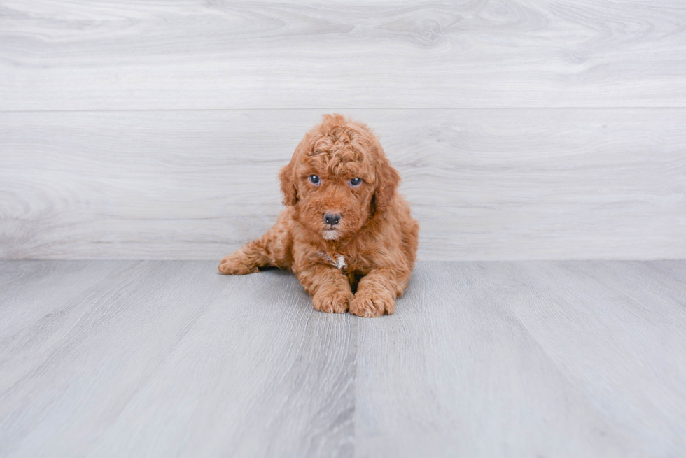 Mini Goldendoodle Puppy for Adoption