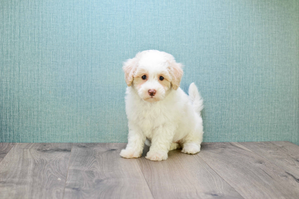 Little Golden Retriever Poodle Mix Puppy