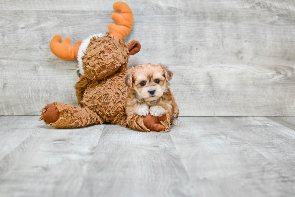 Small Morkie Baby