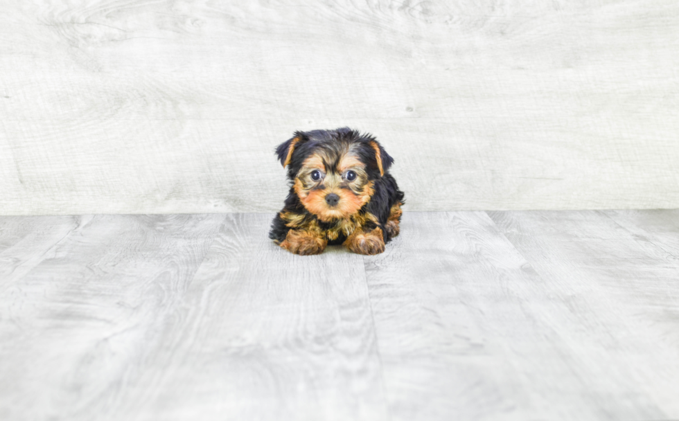 Meet Twinkle - our Yorkshire Terrier Puppy Photo 