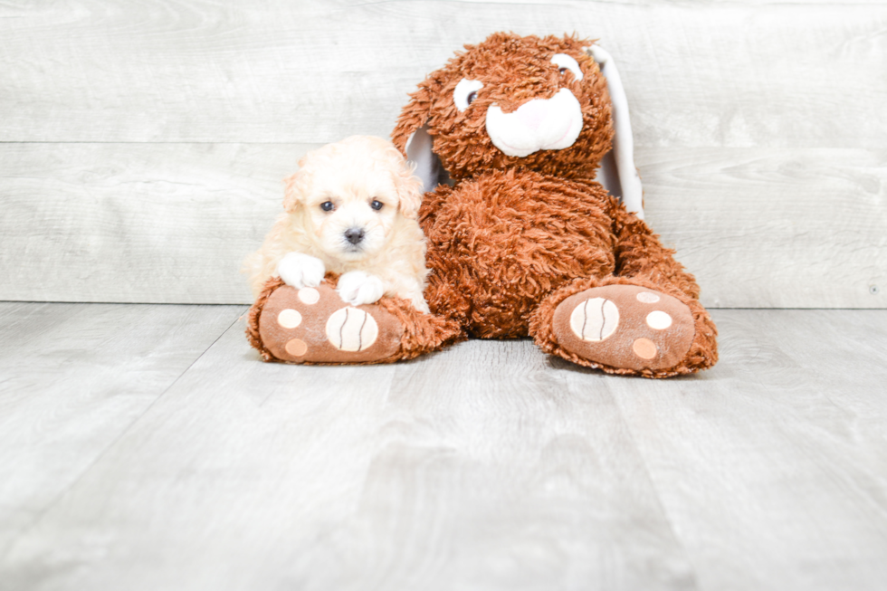 Best Maltipoo Baby