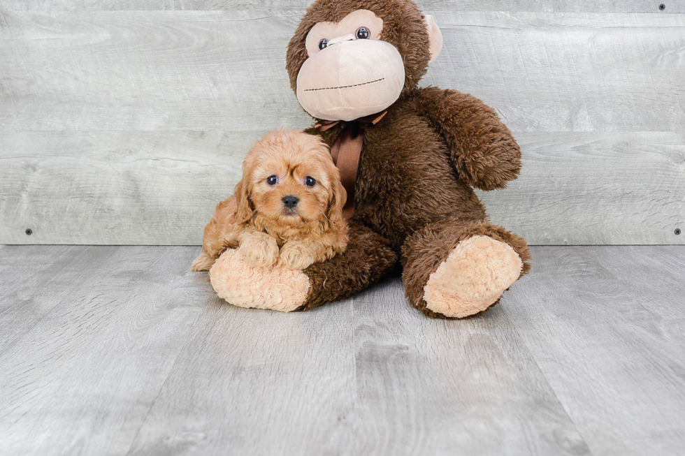 Adorable Cavoodle Poodle Mix Puppy