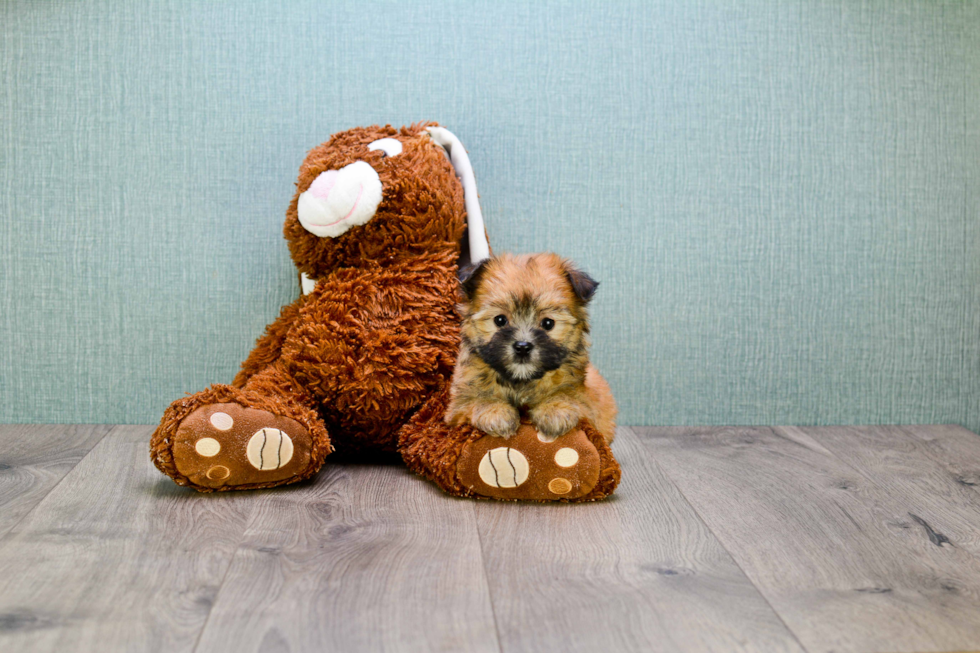 Morkie Pup Being Cute