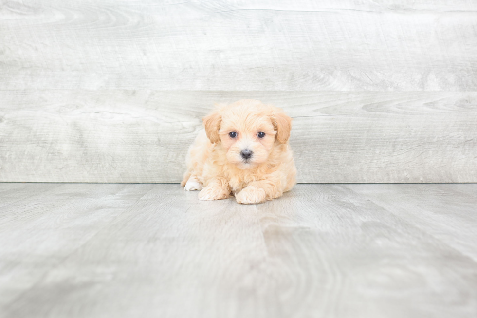 Best Maltipoo Baby