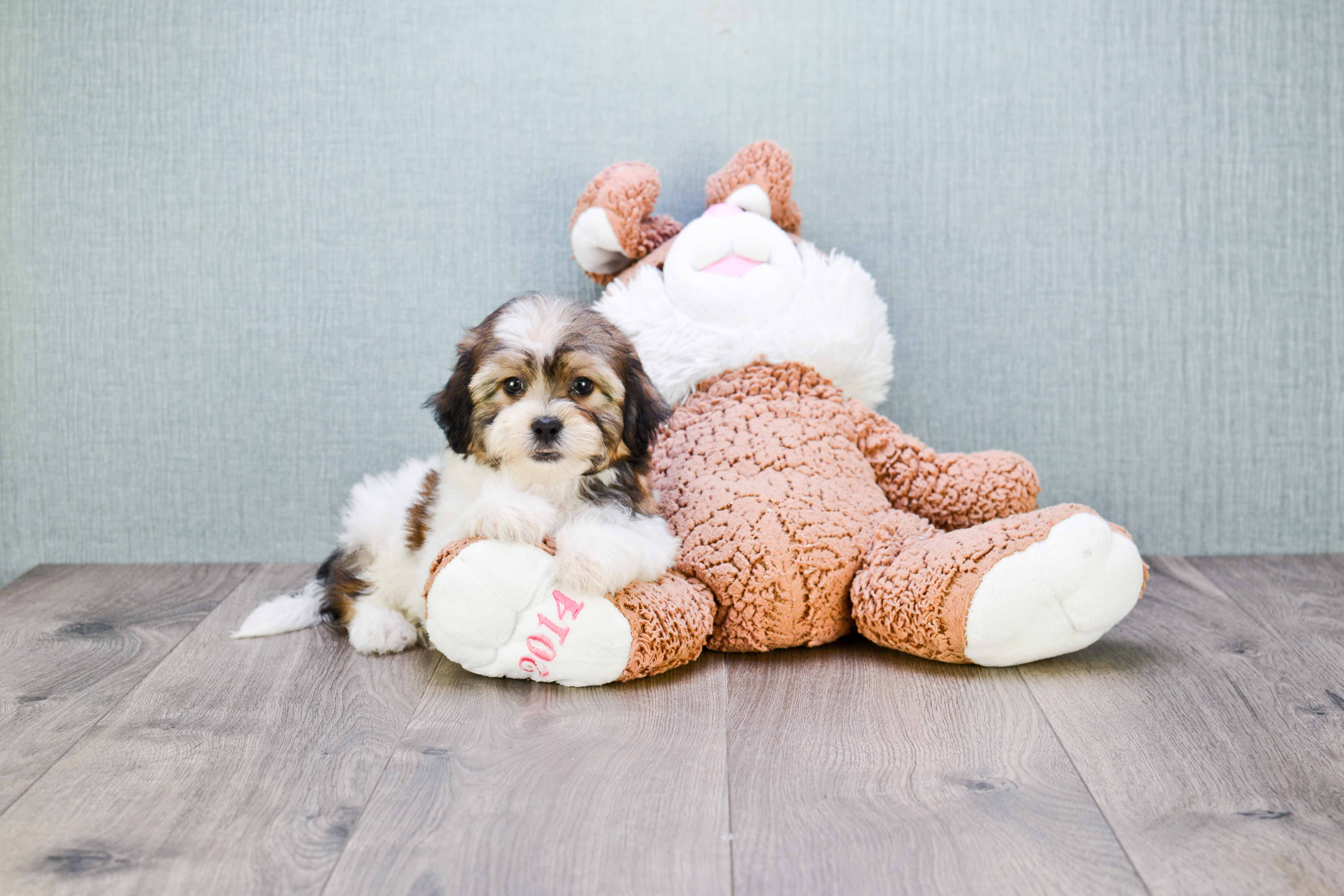Teddy Bear Pup Being Cute