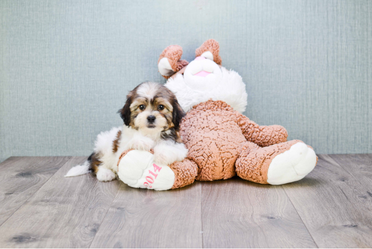 Teddy Bear Pup Being Cute