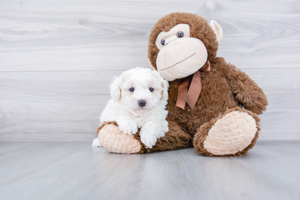 Maltipoo Puppy for Adoption