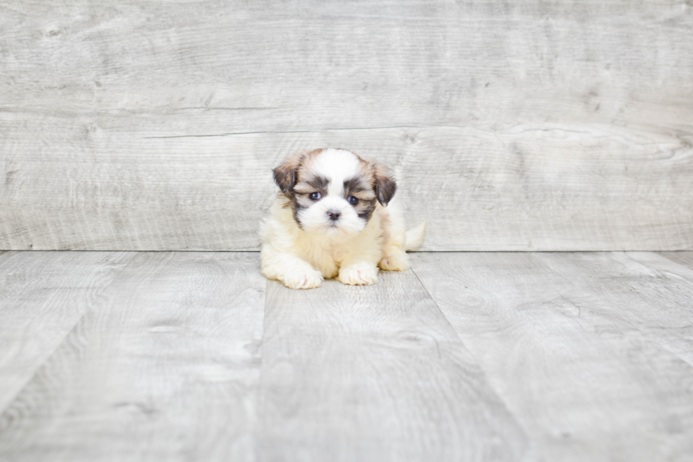 Fluffy Teddy Bear Designer Pup