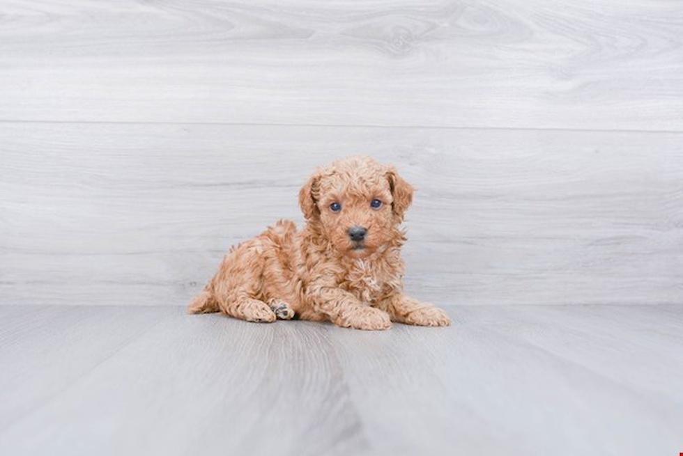 Playful Poodle Baby