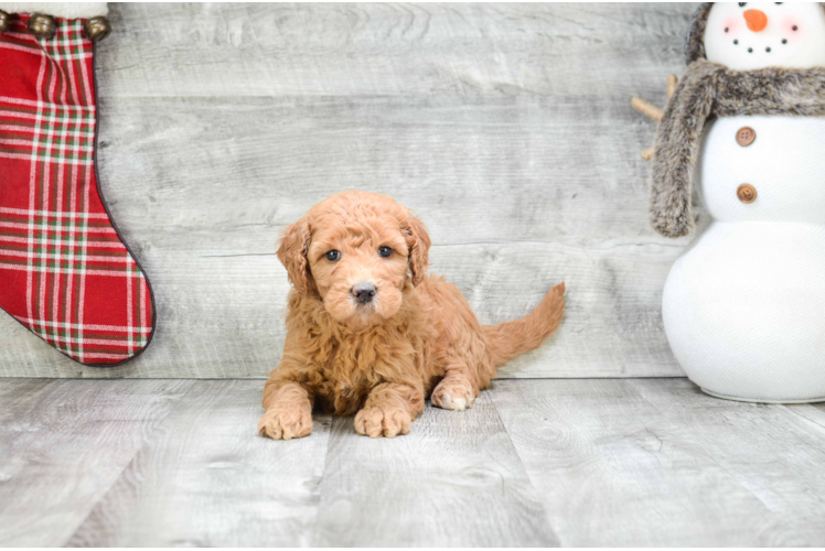 Happy Mini Goldendoodle Baby