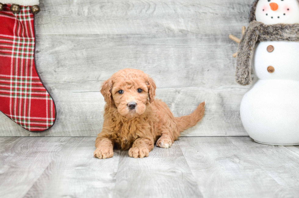 Happy Mini Goldendoodle Baby