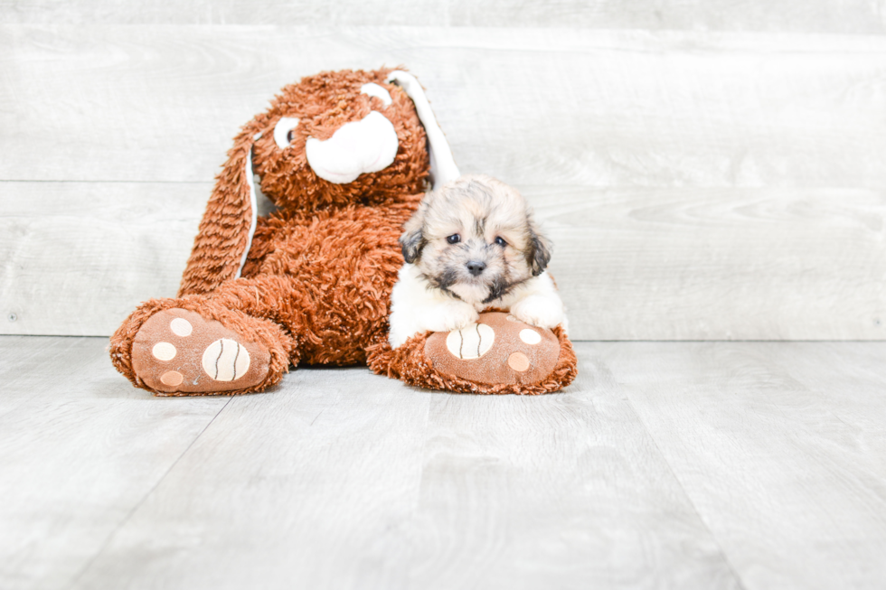 Teddy Bear Puppy for Adoption