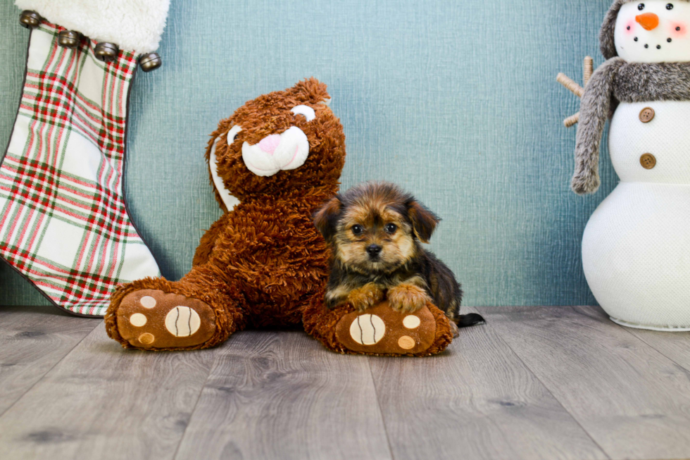 Fluffy Morkie Designer Pup