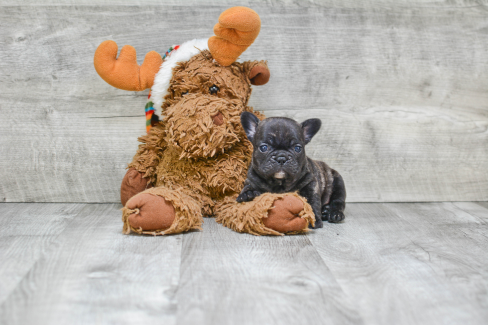 Sweet Frenchie Purebred Puppy