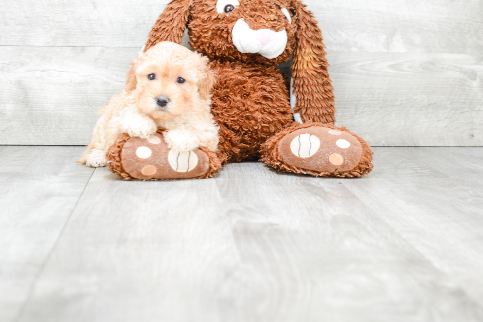 Energetic Havanese Purebred Puppy