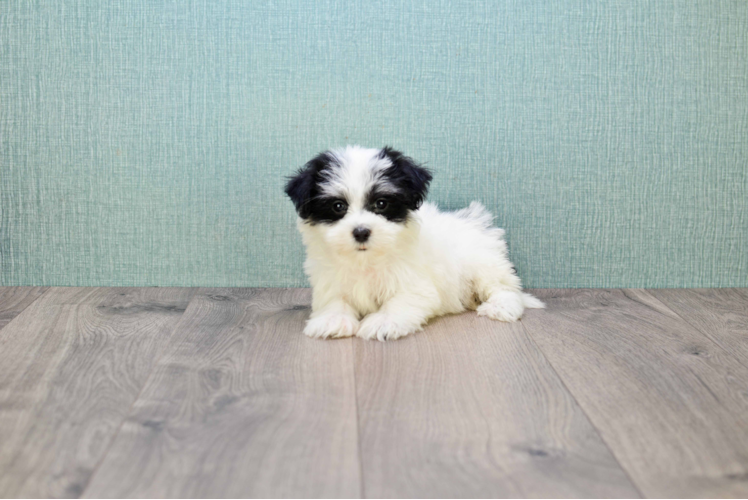 Havanese Pup Being Cute