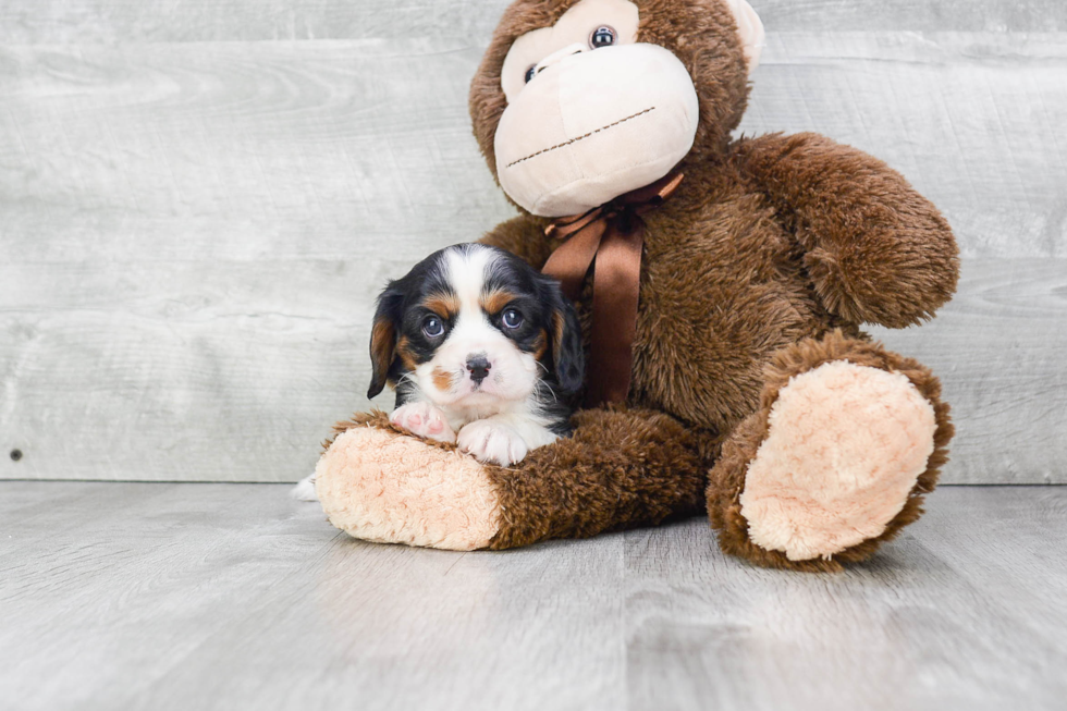 Cavalier King Charles Spaniel Pup Being Cute