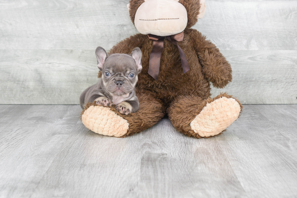 Popular French Bulldog Baby