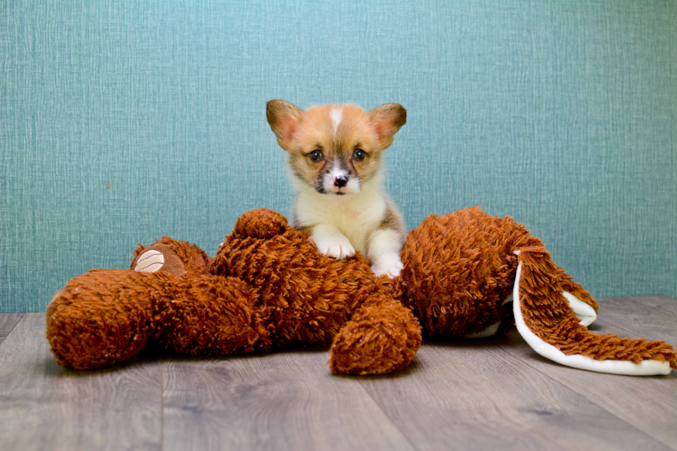 Cute Welsh Corgi Mix Puppy