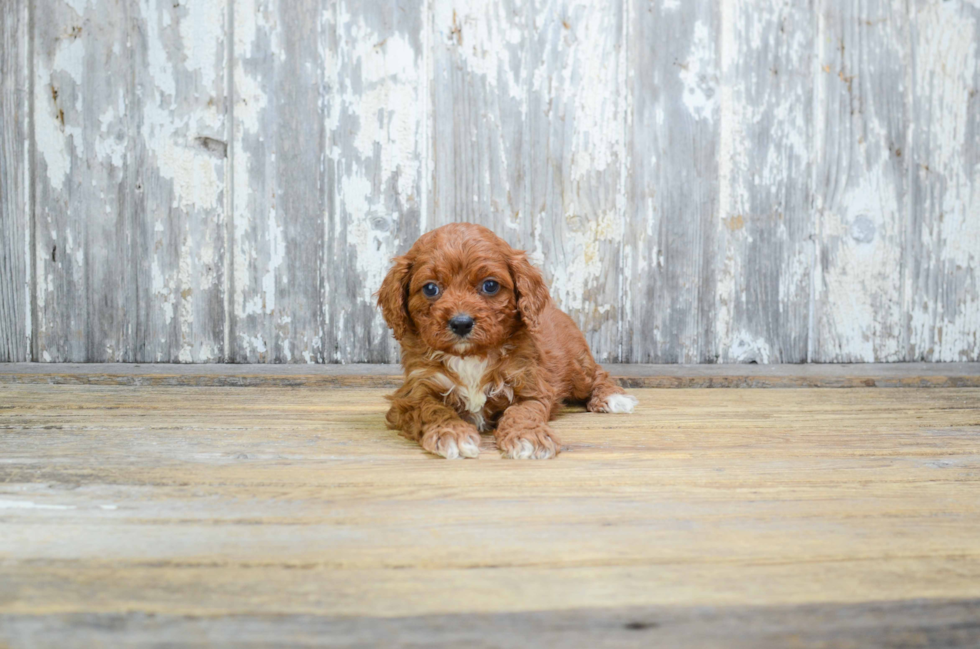 Popular Cavapoo Poodle Mix Pup