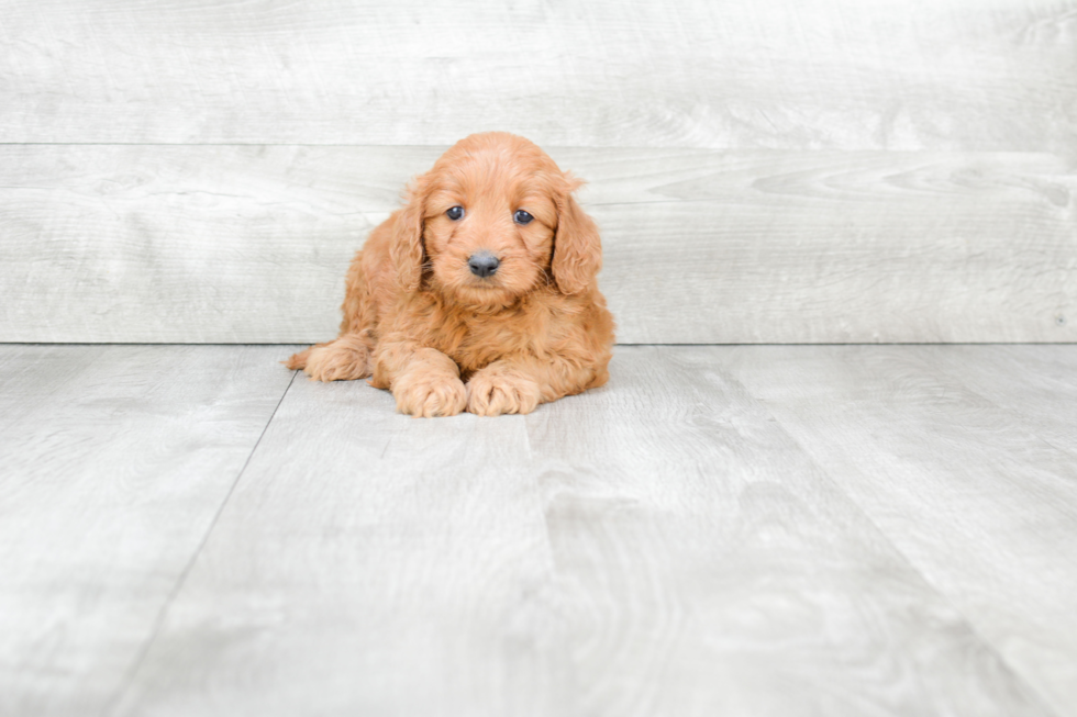 Hypoallergenic Golden Retriever Poodle Mix Puppy