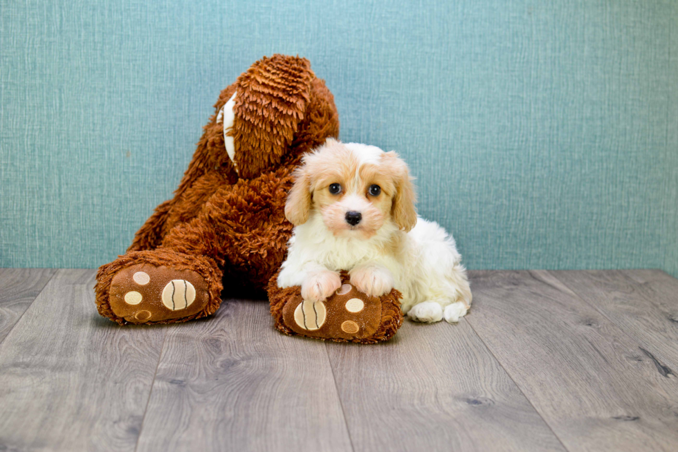 Best Cavachon Baby