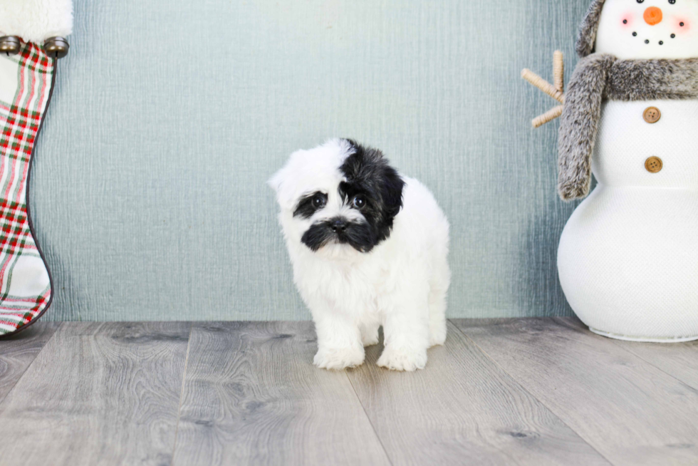 Havanese Pup Being Cute