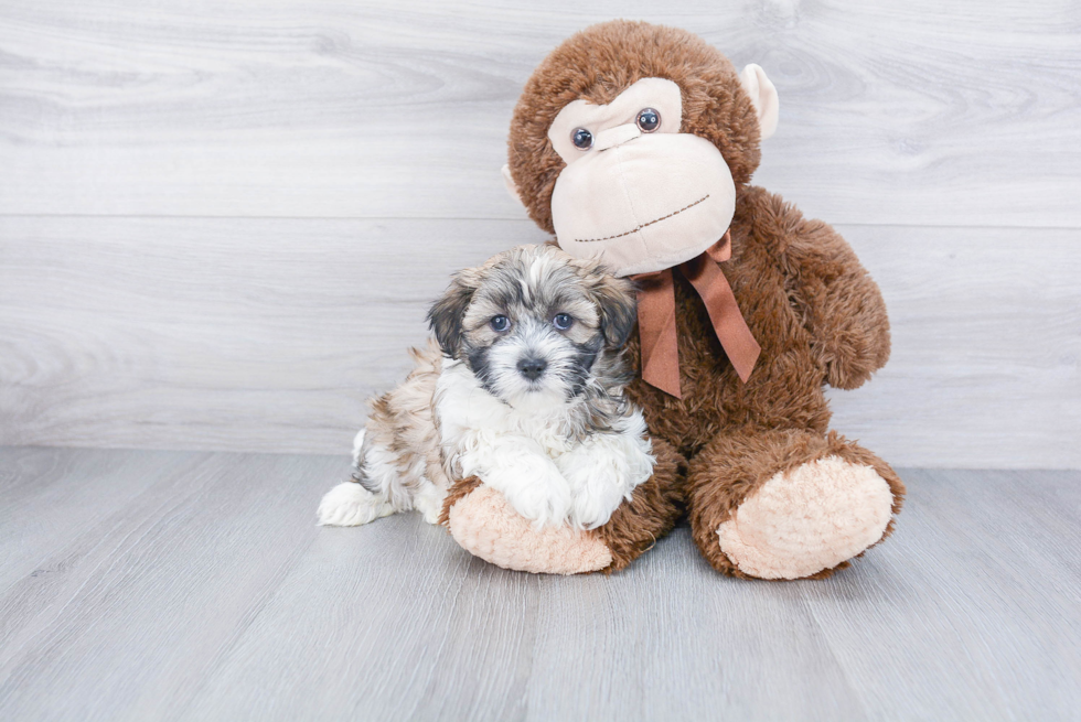 Smart Teddy Bear Designer Pup