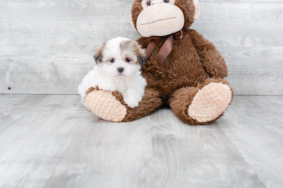 Teddy Bear Pup Being Cute