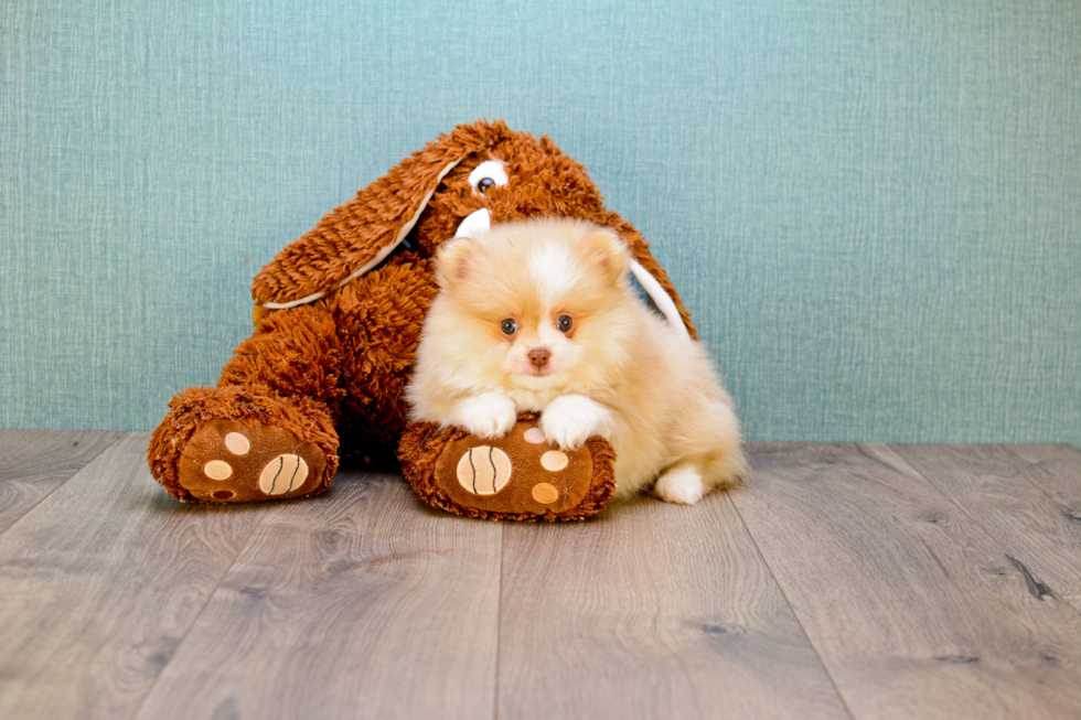 Best Pomeranian Baby