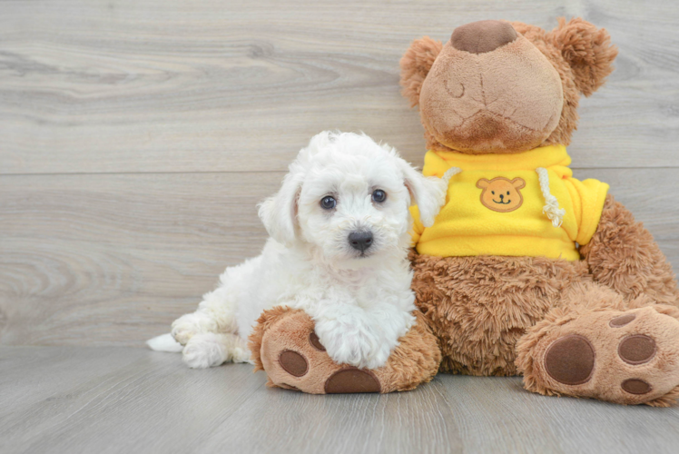 Bichon Frise Puppy for Adoption