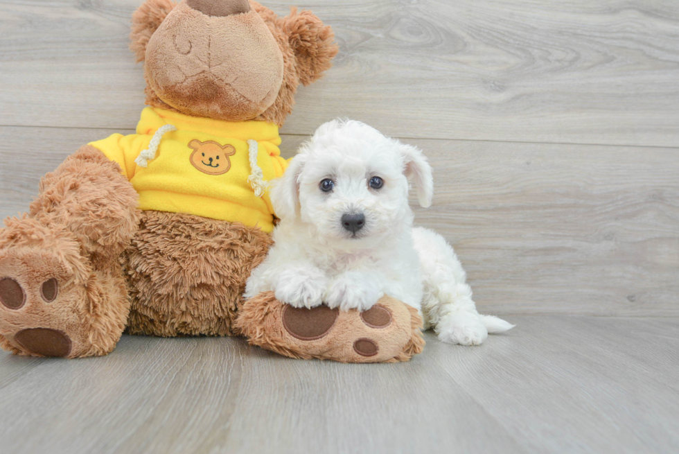 Funny Bichon Frise Purebred Pup