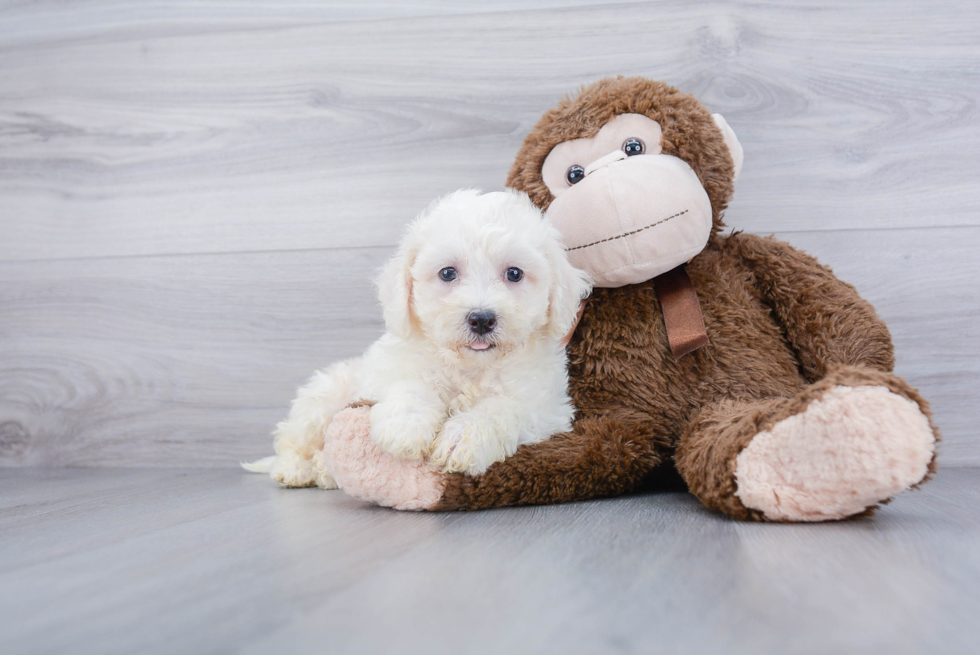 Friendly Bichon Frise Baby