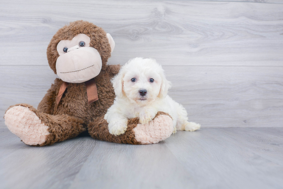 Bichon Frise Pup Being Cute