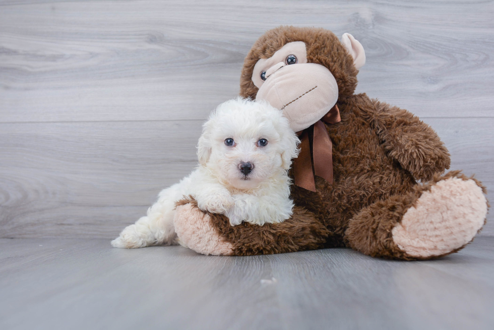 Akc Registered Bichon Frise Purebred Pup