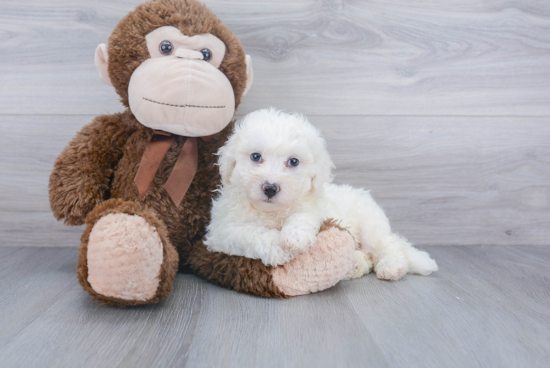 Bichon Frise Pup Being Cute