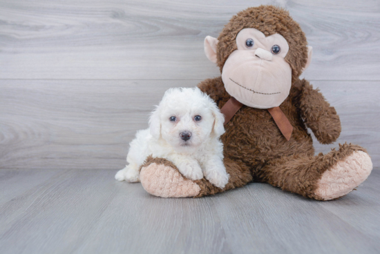 Bichon Frise Pup Being Cute