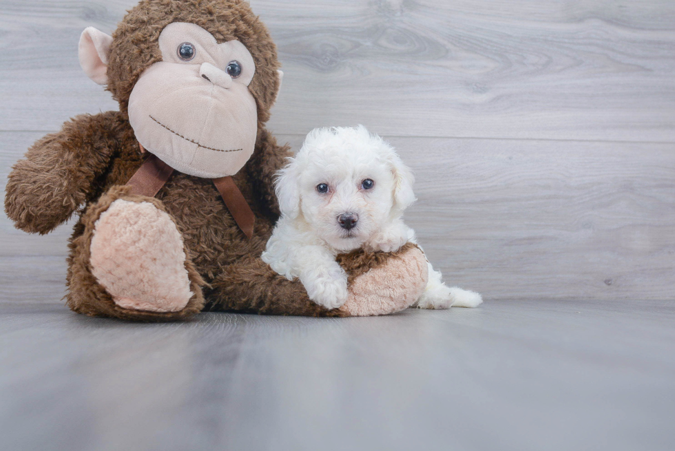 Friendly Bichon Frise Baby