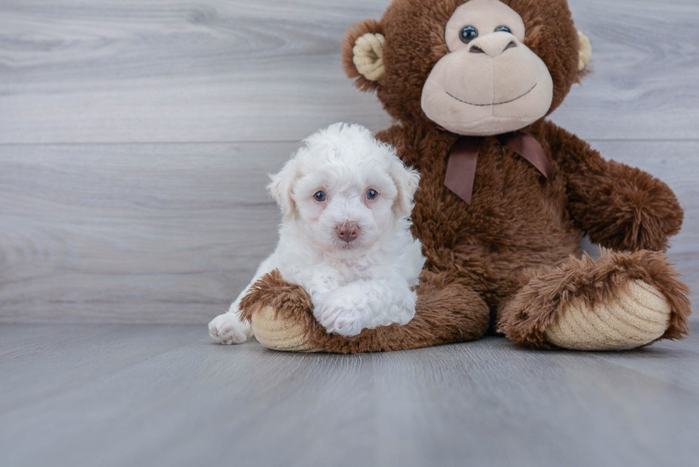 Sweet Bichon Frise Purebred Puppy