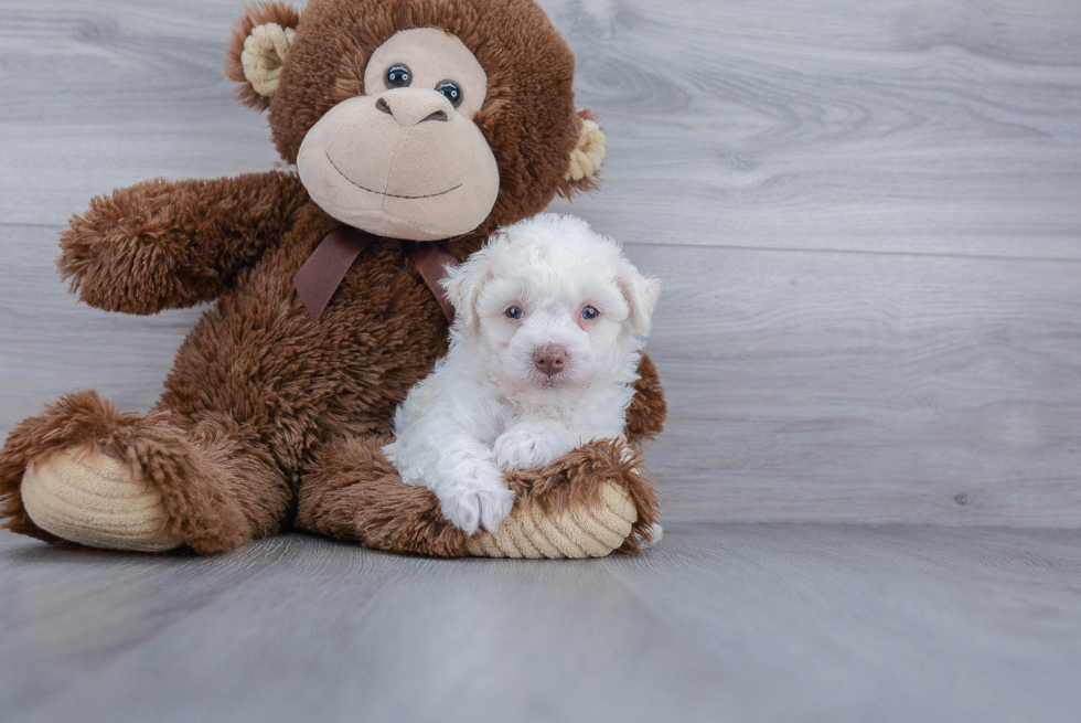 Bichon Frise Puppy for Adoption