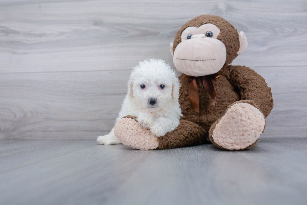 Bichon Frise Puppy for Adoption