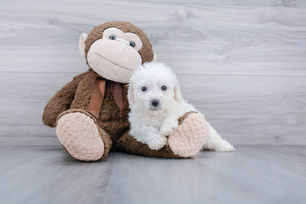 Hypoallergenic Bichon Frise Purebred Pup