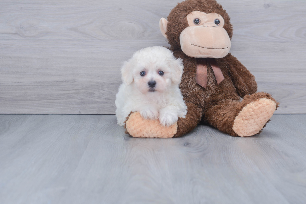 Funny Bichon Frise Baby